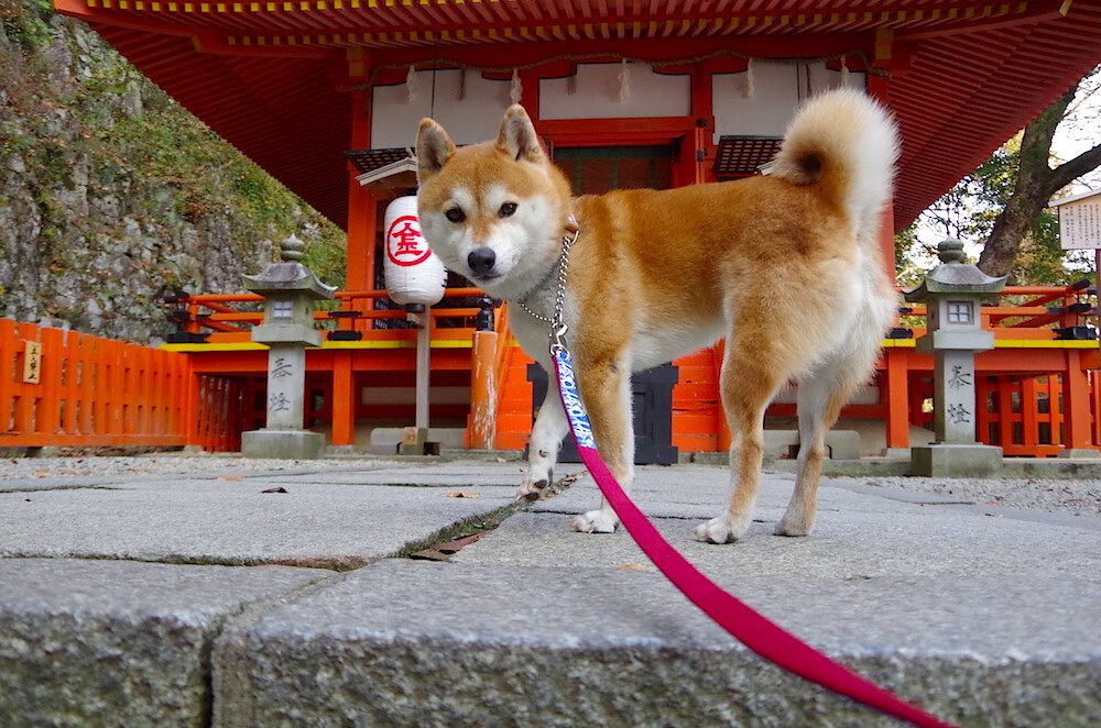 西亚卡姆关键先生闪耀，马刺争冠战力克开拓者