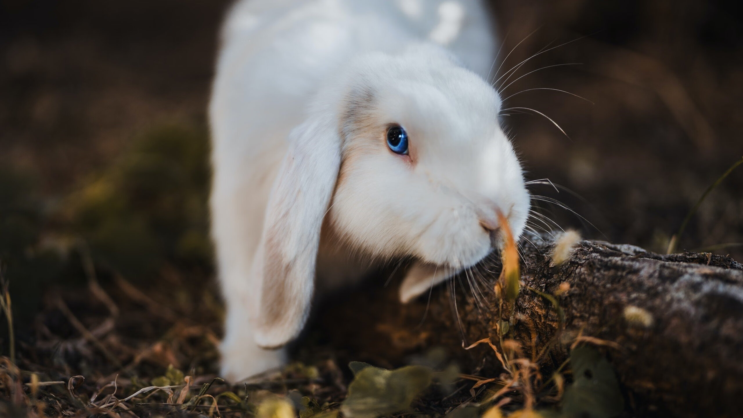 生死战英雄!楚阿梅尼绝杀救主,加纳力克摩纳哥迎出线曙光