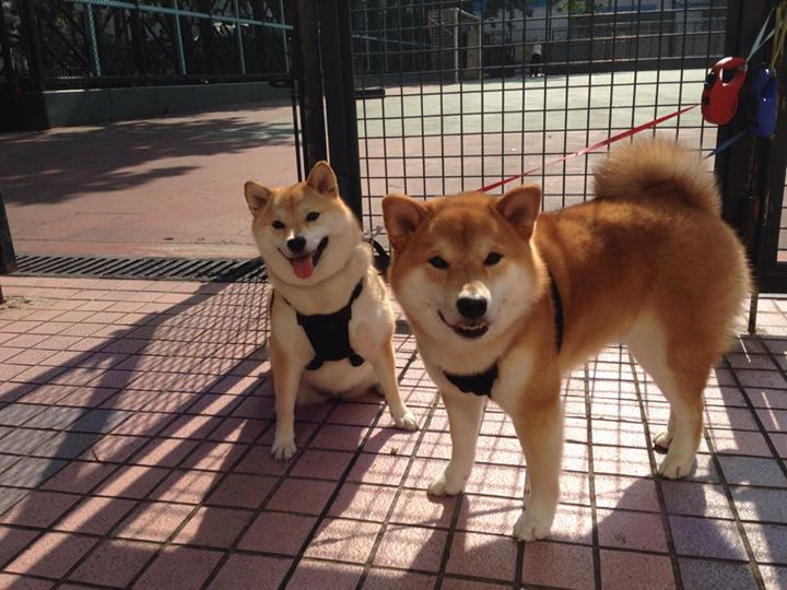 铁闸与利刃，德里赫特在国家德比夜的攻防交响曲