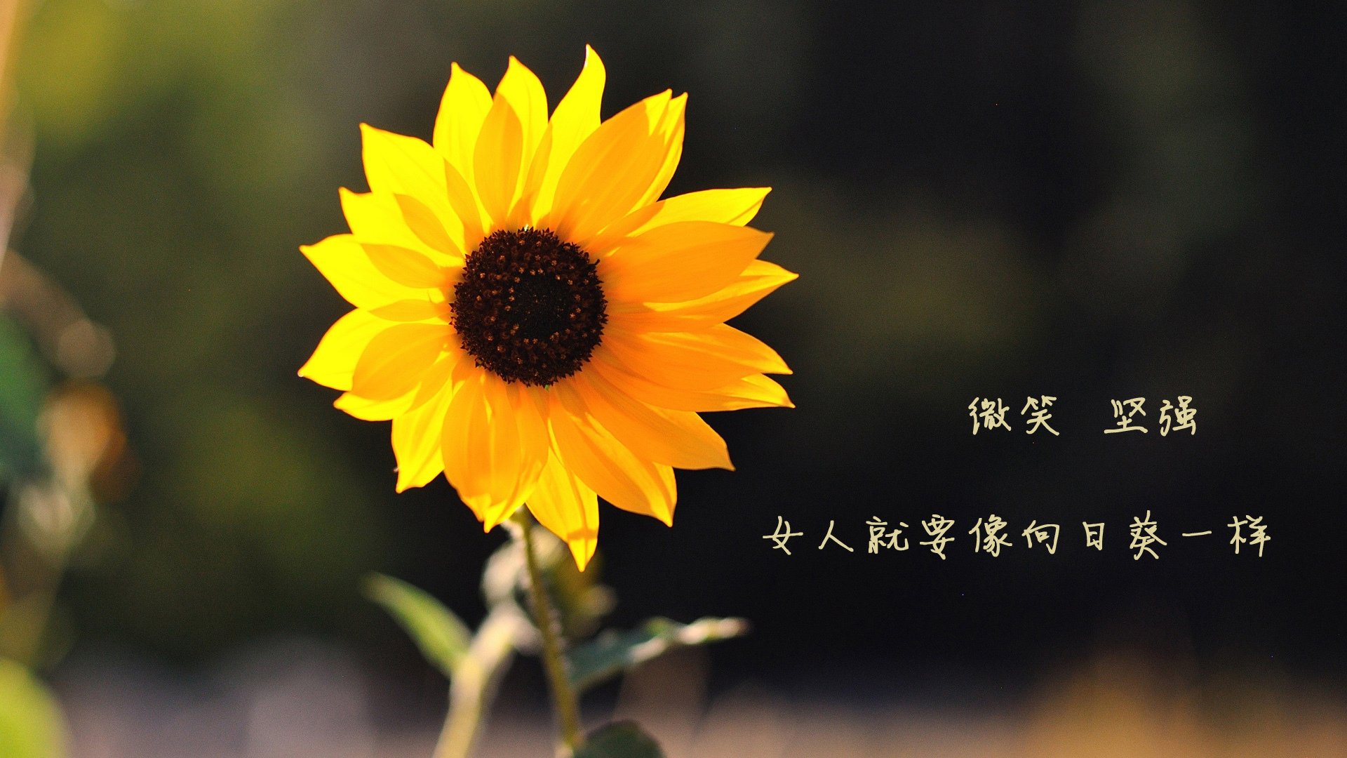 利拉德封神夜，赛后评分拉满背后，是改写季后赛版图的孤胆雄心