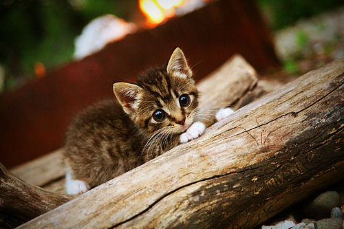 马刺提前终结悬念北京队，杜兰特舞台越大越强—篮球赛场上的决胜时刻