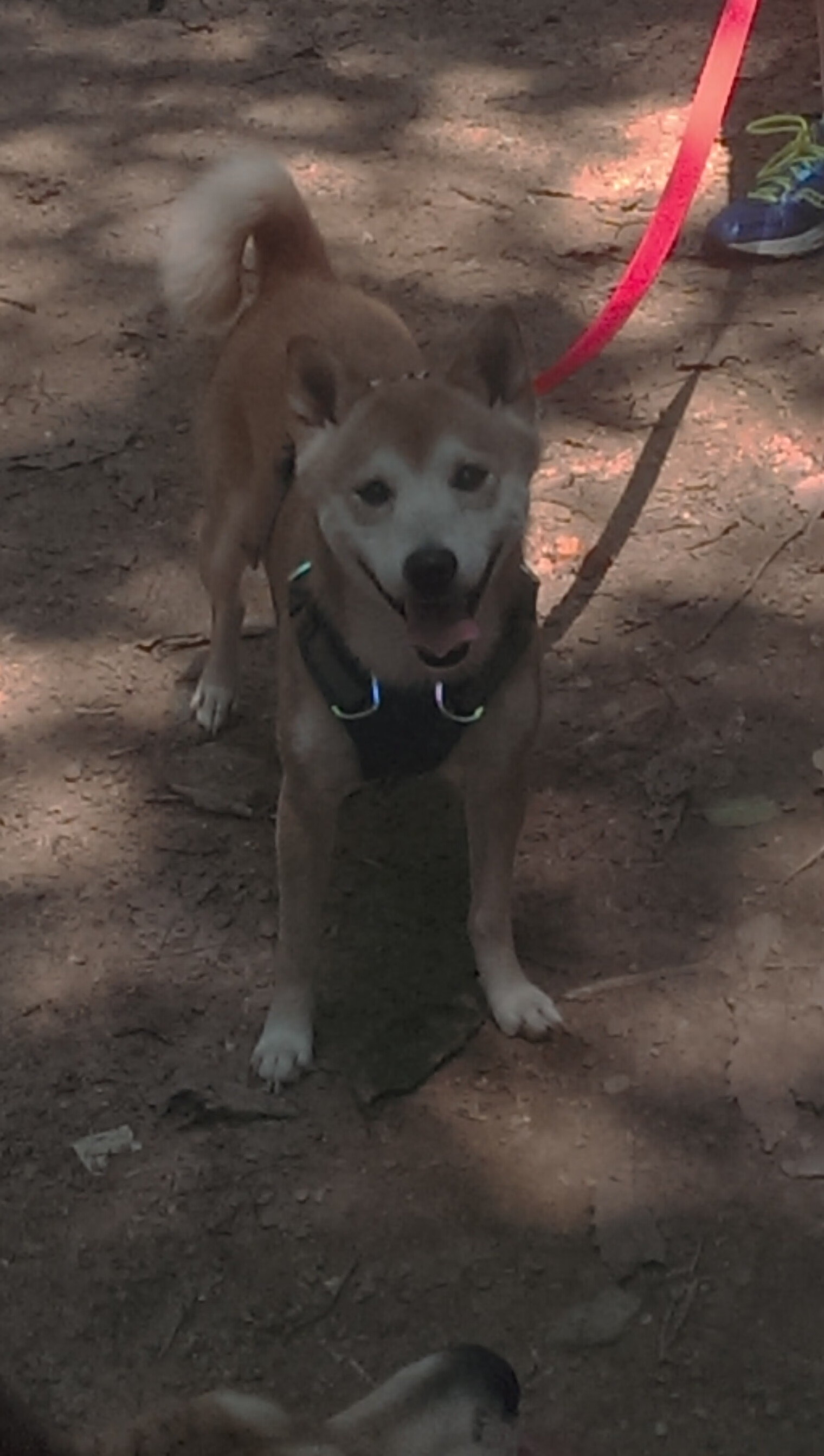 巨星的绝对统治与团队的极限绞杀