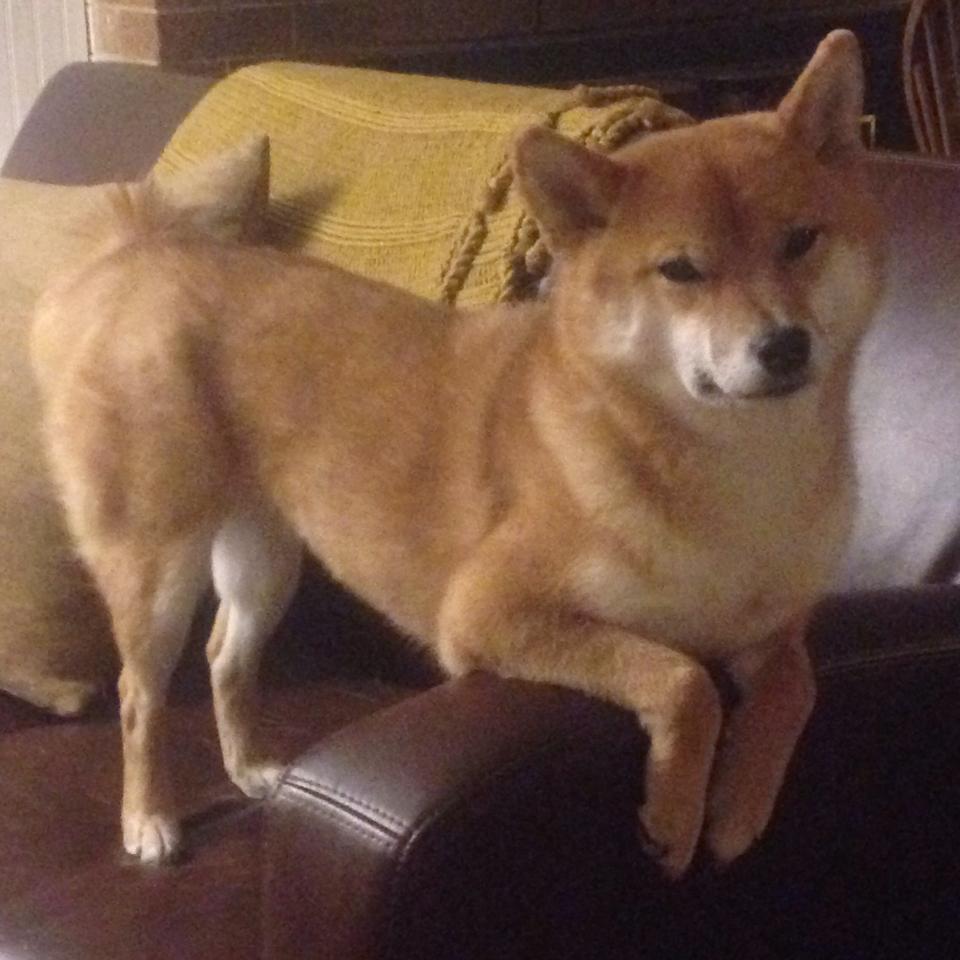 开云体育下载-瓦解与重建，当京多安式秩序降临世界杯赛场