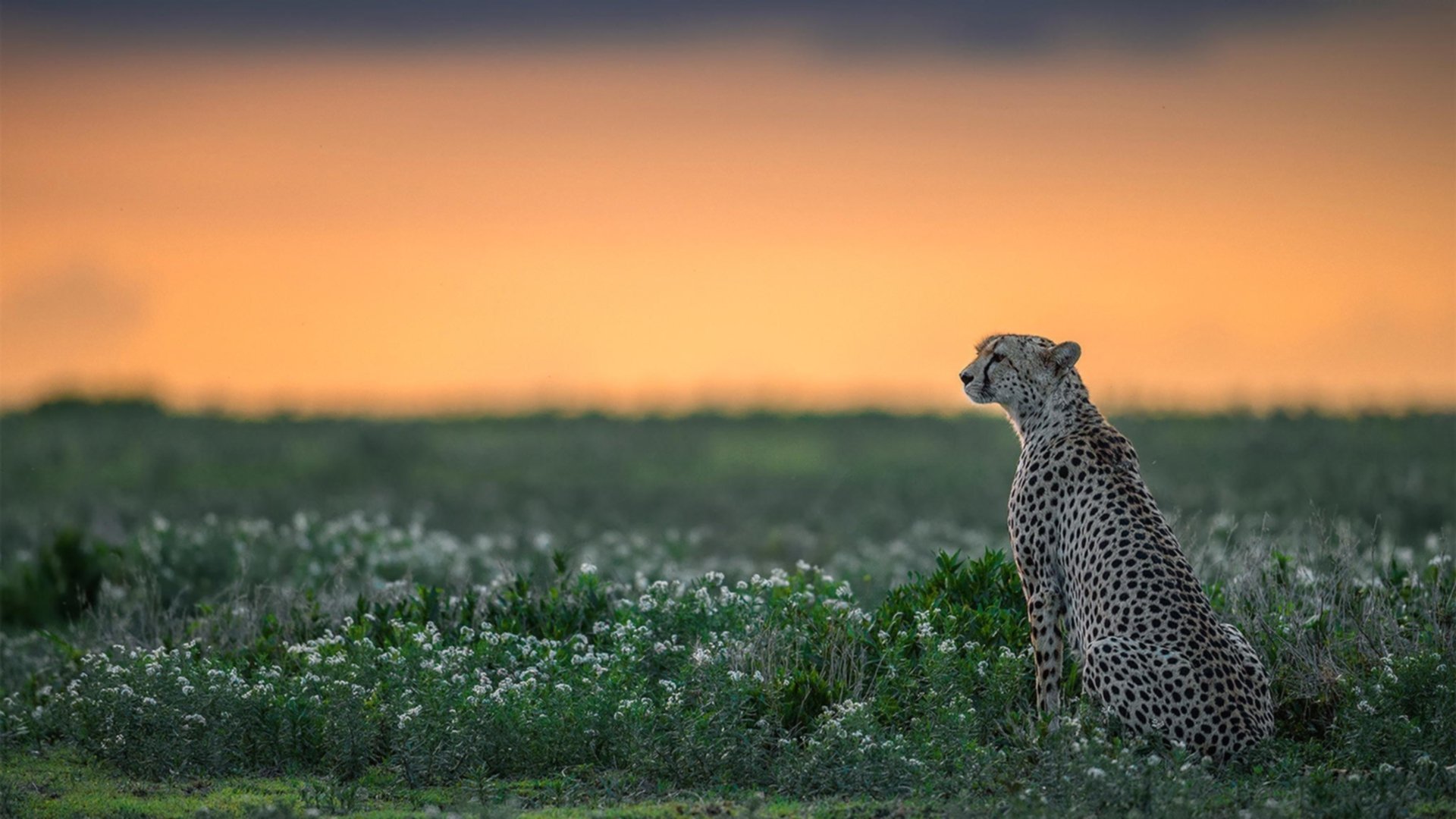 开云体育下载-曼城之星决胜阿尔及利亚，孔德在2026世界杯接管赛场